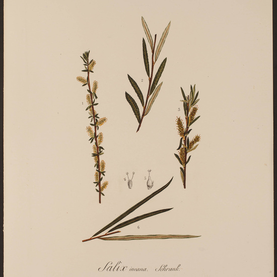 IES_CARDENALCISNEROS_HERBARIO_066