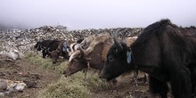 Yaks