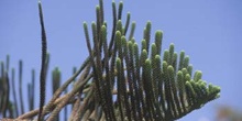 Araucaria hojas (Araucaria heterophylla)