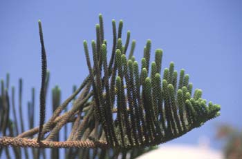 Araucaria hojas (Araucaria heterophylla)