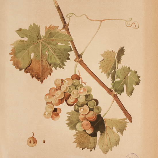 IES_CARDENALCISNEROS_BOTÁNICA_II_LÁMINAS_090