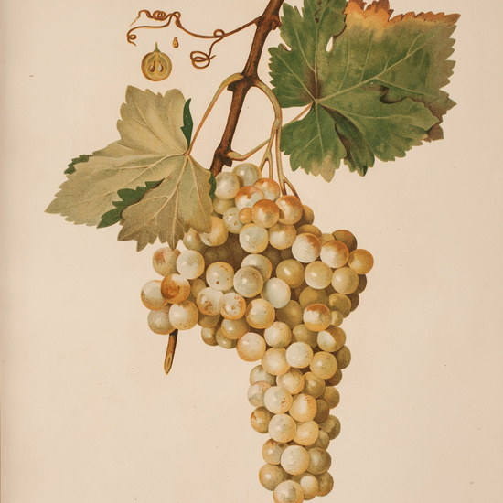 IES_CARDENALCISNEROS_BOTÁNICA_II_LÁMINAS_066