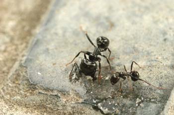 Hormiga (Messor gen.)