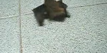 Murciélago común (Pipistrellus pipistrellus)