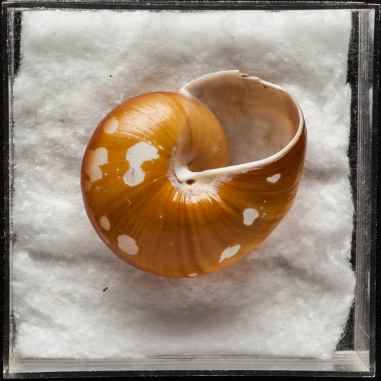 IES_ISABELLACATOLICA_BIOLOGIA_385