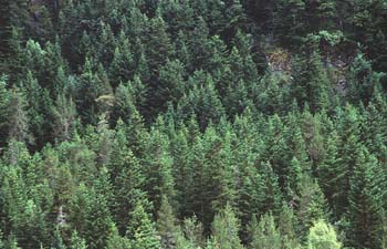 Abeto blanco - Bosque (Abies alba)