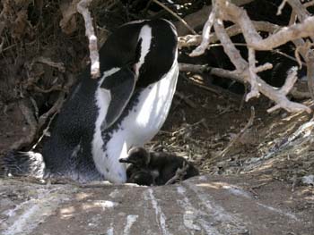Pingüinos de Magallanes, Argentina