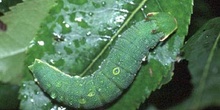 Mariposa del madroño - Larva (Charaxes jasius)