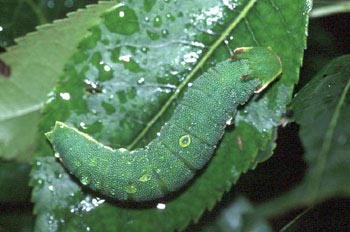 Mariposa del madroño - Larva (Charaxes jasius)