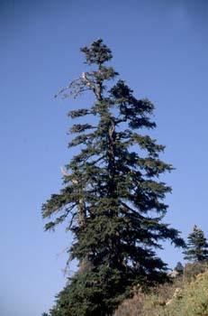 Abeto pinsapo - Porte (Abies pinsapo)