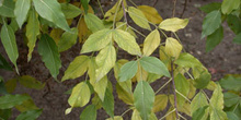 Hojas del árbol de Parsley (Heteromorpha arborescens)