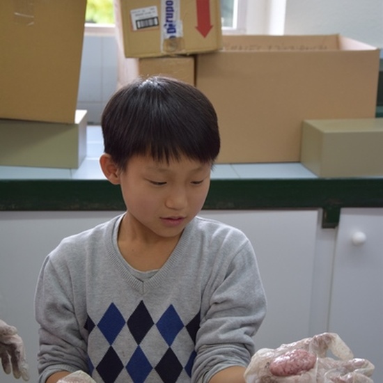 2016_11_DISECCIÓN DEL CRÁNEO Y OJO DE UN CORDERO_SEXTO 29