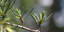 Cedro llorón - Hojas (Cedrus deodara)