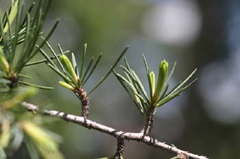 Cedro llorón - Hojas (Cedrus deodara)