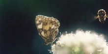 Medioluto (Melanargia galathea)