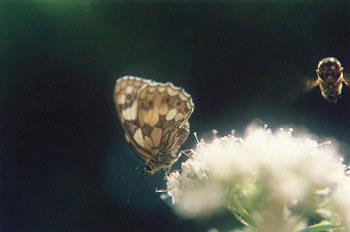 Medioluto (Melanargia galathea)