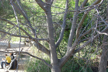 Zona de jardines, Parque Güell, Barcelona