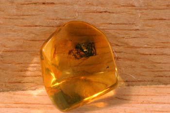 Araña en ámbar (Quelicerado-Arácnido) Oligoceno