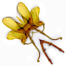 Simetría en diagonal del fruto