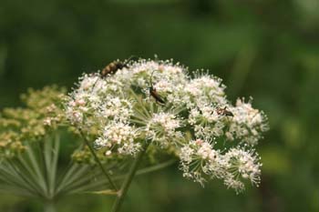 Pedostangalia pubescens