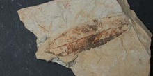 Persea princeps (Angiosperma) Mioceno