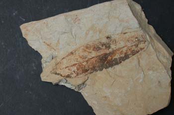 Persea princeps (Angiosperma) Mioceno