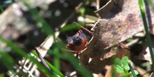 Chinche cazadora negra Rhynocoris annulatus (Linnaeus, 1758)