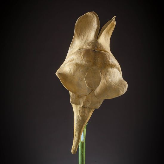 IES_CARDENALCISNEROS_BOTANICA_III_MODELOS_042