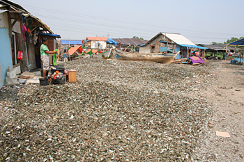 Calles de conchas, Jakarta