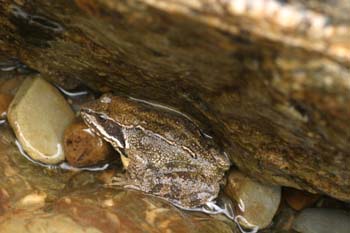 Rana pirenaica (Rana pyrenaica)