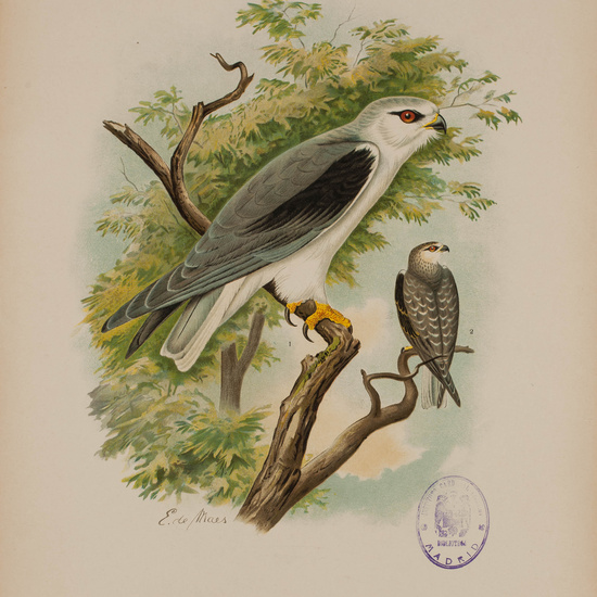 IES_CARDENALCISNEROS_AVES_LAMINAS_172