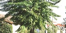 árbol del cielo - Porte (Ailanthus altissima)