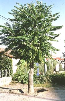 árbol del cielo - Porte (Ailanthus altissima)