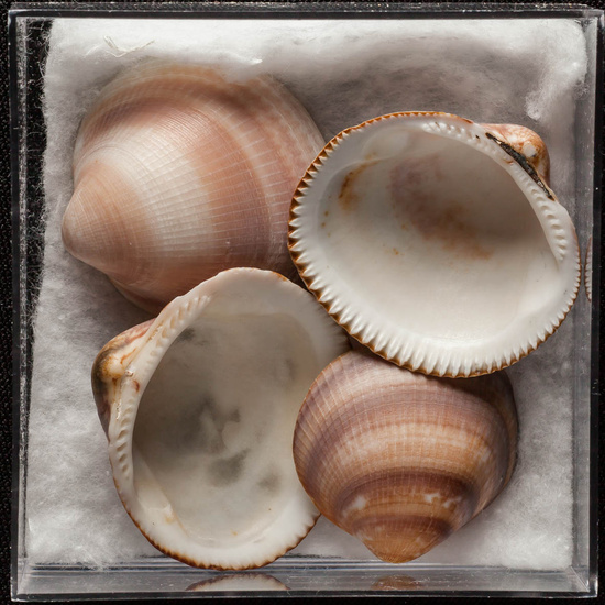 IES_ISABELLACATOLICA_BIOLOGIA_392