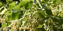 Tilo común - Fruto (Tilia platyphyllos)