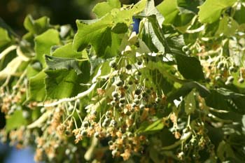 Tilo común - Fruto (Tilia platyphyllos)