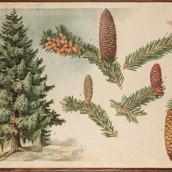 IES_CARDENALCISNEROS_ARBOLES_LAMINAS_011