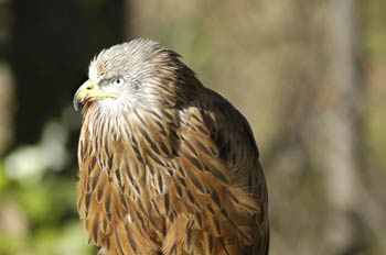 águila