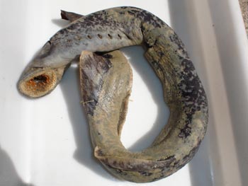 Lamprea marina (Petromyzon marinus)