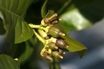 Limonero - Fruto jóven (Citrus limon)