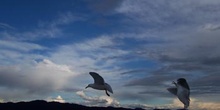 Gaviota, Parque de las Islas del Golfo, Victoria