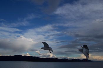Gaviota, Parque de las Islas del Golfo, Victoria