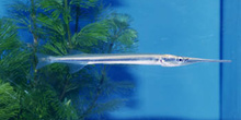 Pez aguja de agua dulce (Xenentodon sp.)