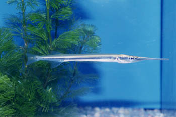 Pez aguja de agua dulce (Xenentodon sp.)
