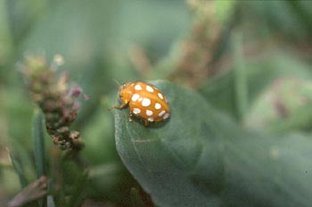 Halyzia sedecimguttata