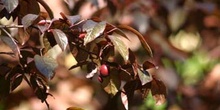 Ciruelo japonés (Prunus cerasifera)