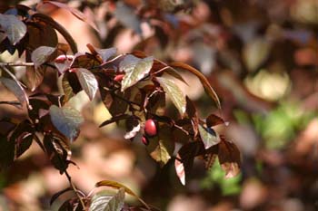 Ciruelo japonés (Prunus cerasifera)
