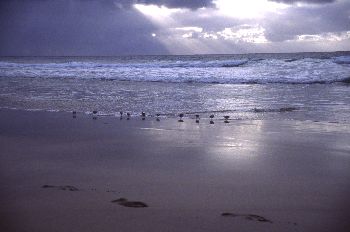 Pajaritos en la playa, Canarias