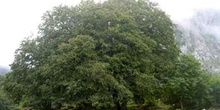 Haya - Porte (Fagus silvatica)
