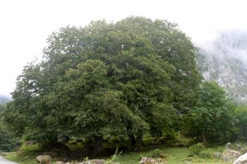 Haya - Porte (Fagus silvatica)